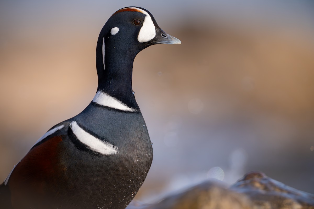 Harlequin Duck - ML611079157