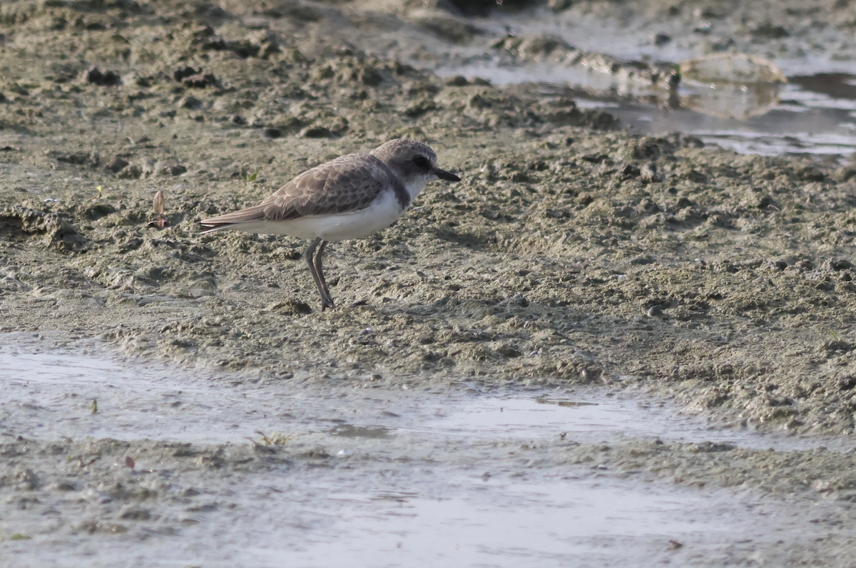 Kentish Plover - ML611079397