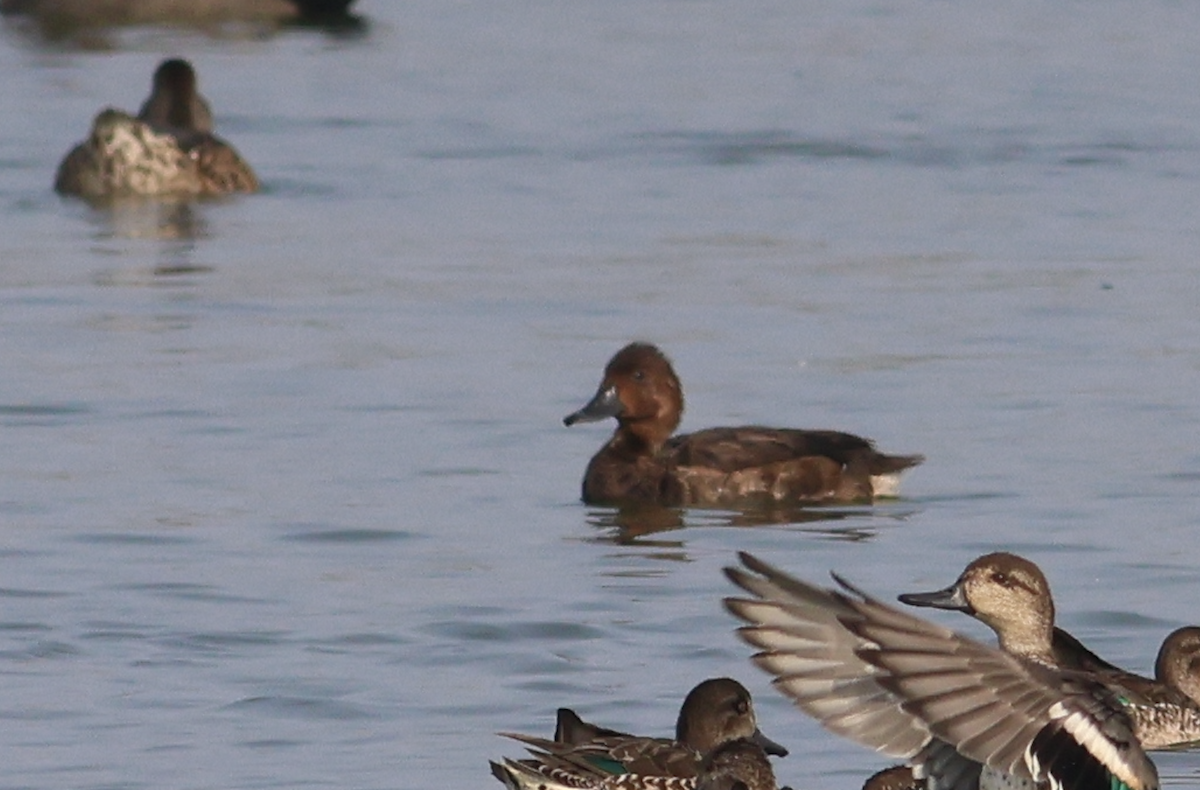 Ferruginous Duck - ML611079400