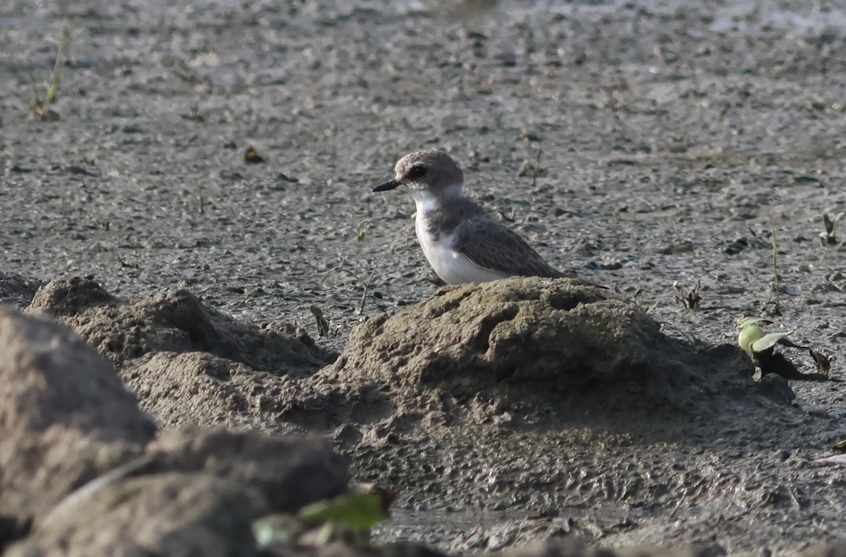 Kentish Plover - ML611079406