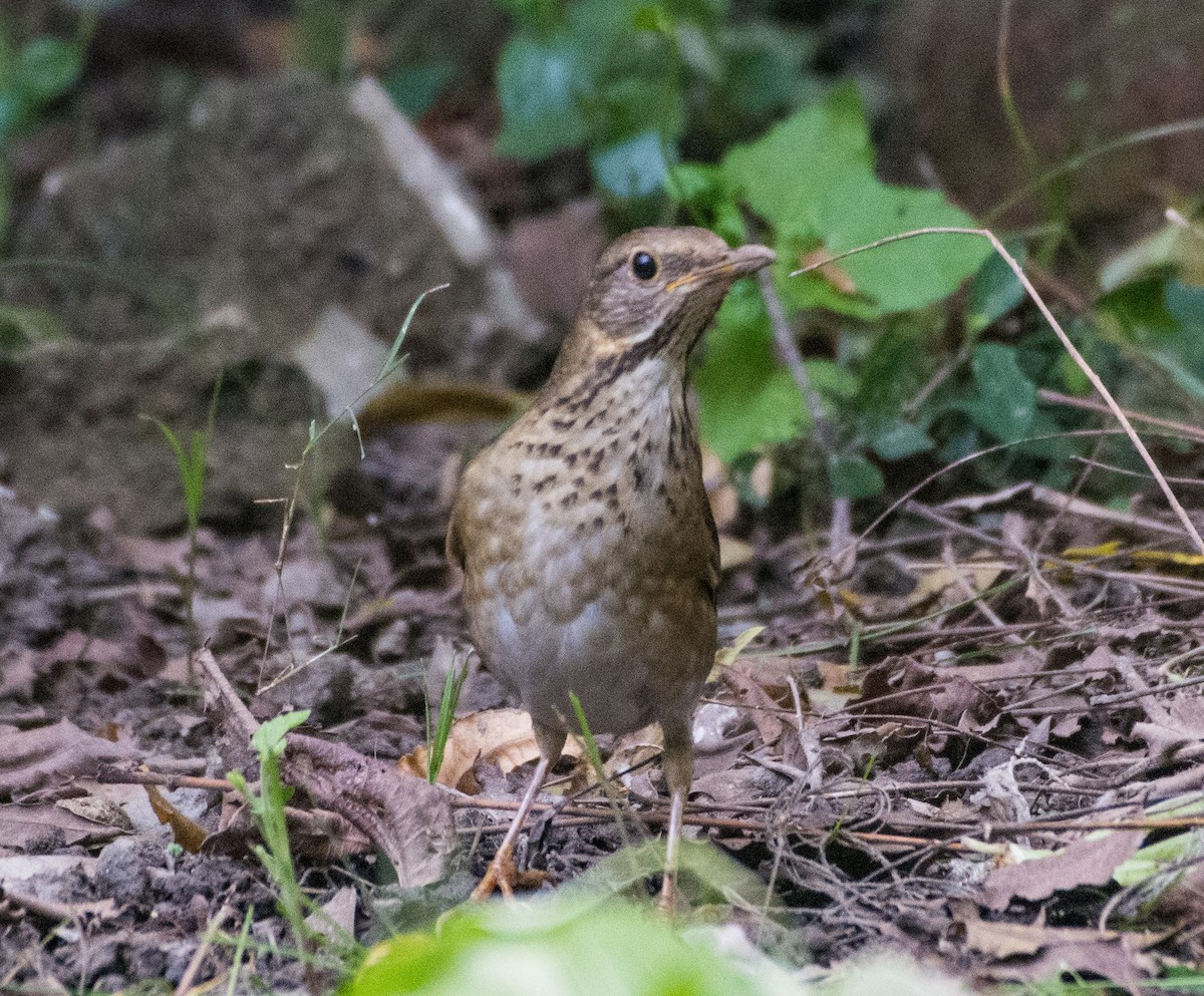 Tickell's Thrush - ML611079464