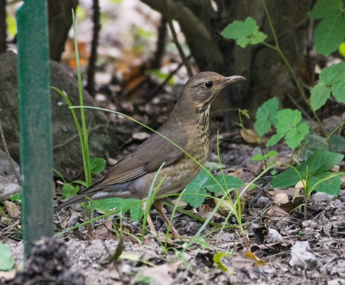 Tickell's Thrush - ML611079465