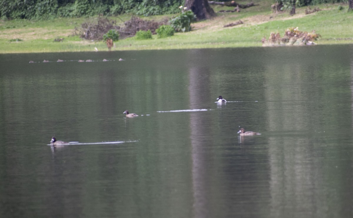 Lesser Scaup - ML611079502