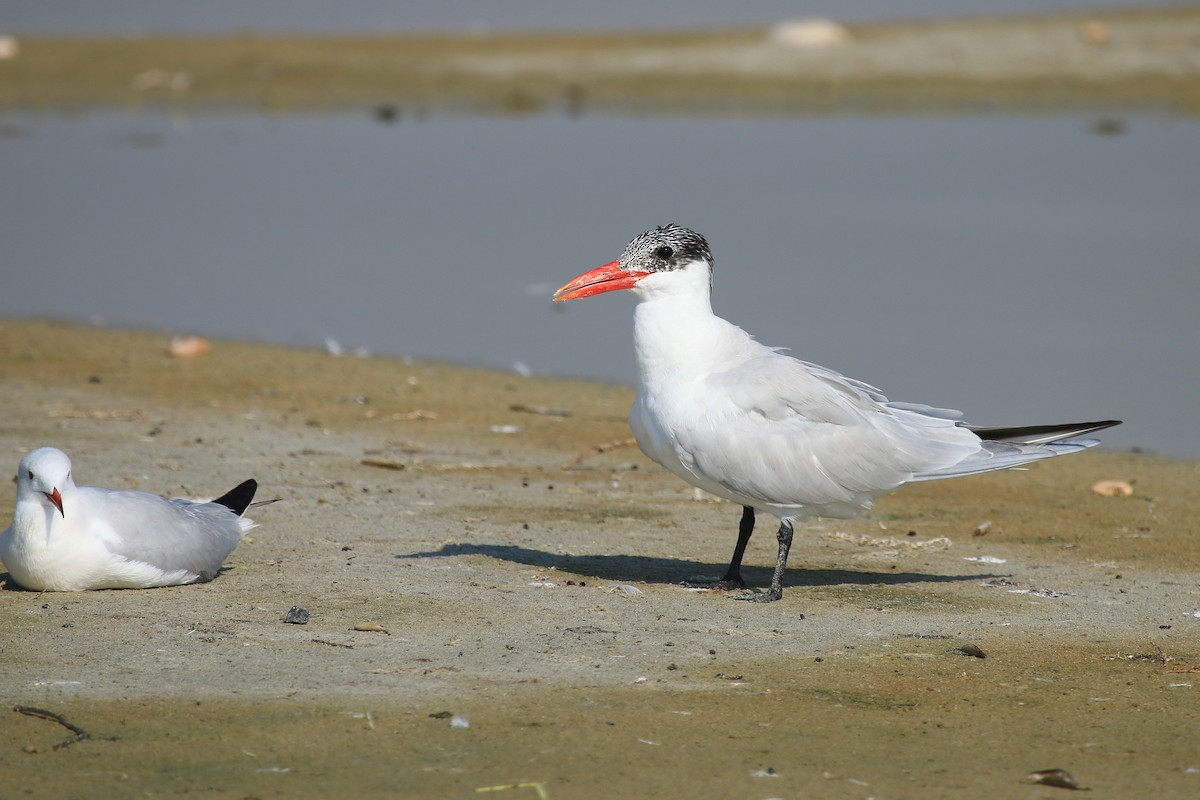 Caspian Tern - ML611079614