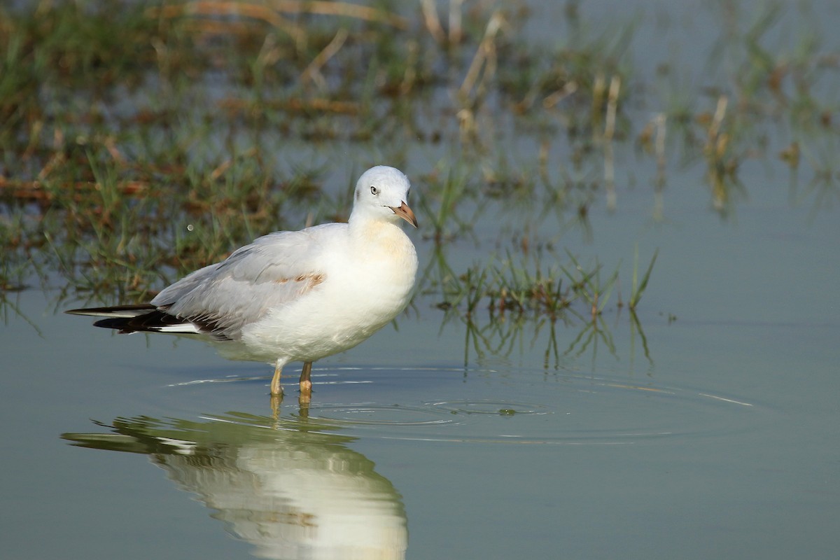 racek tenkozobý - ML611079616