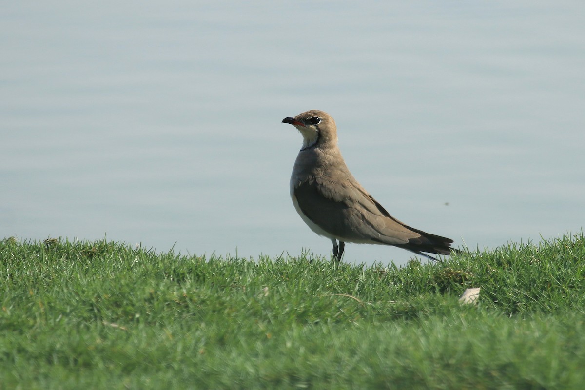 ouhorlík stepní - ML611079617