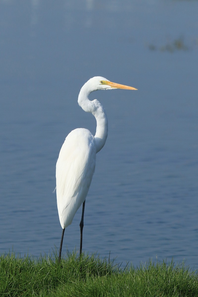 volavka bílá - ML611079622