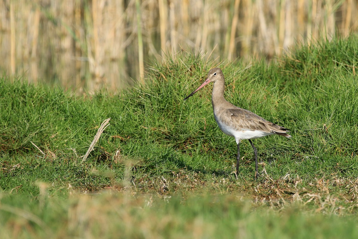 břehouš černoocasý - ML611079633
