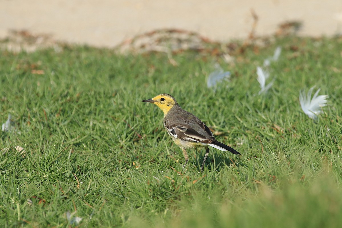 konipas citronový - ML611079639