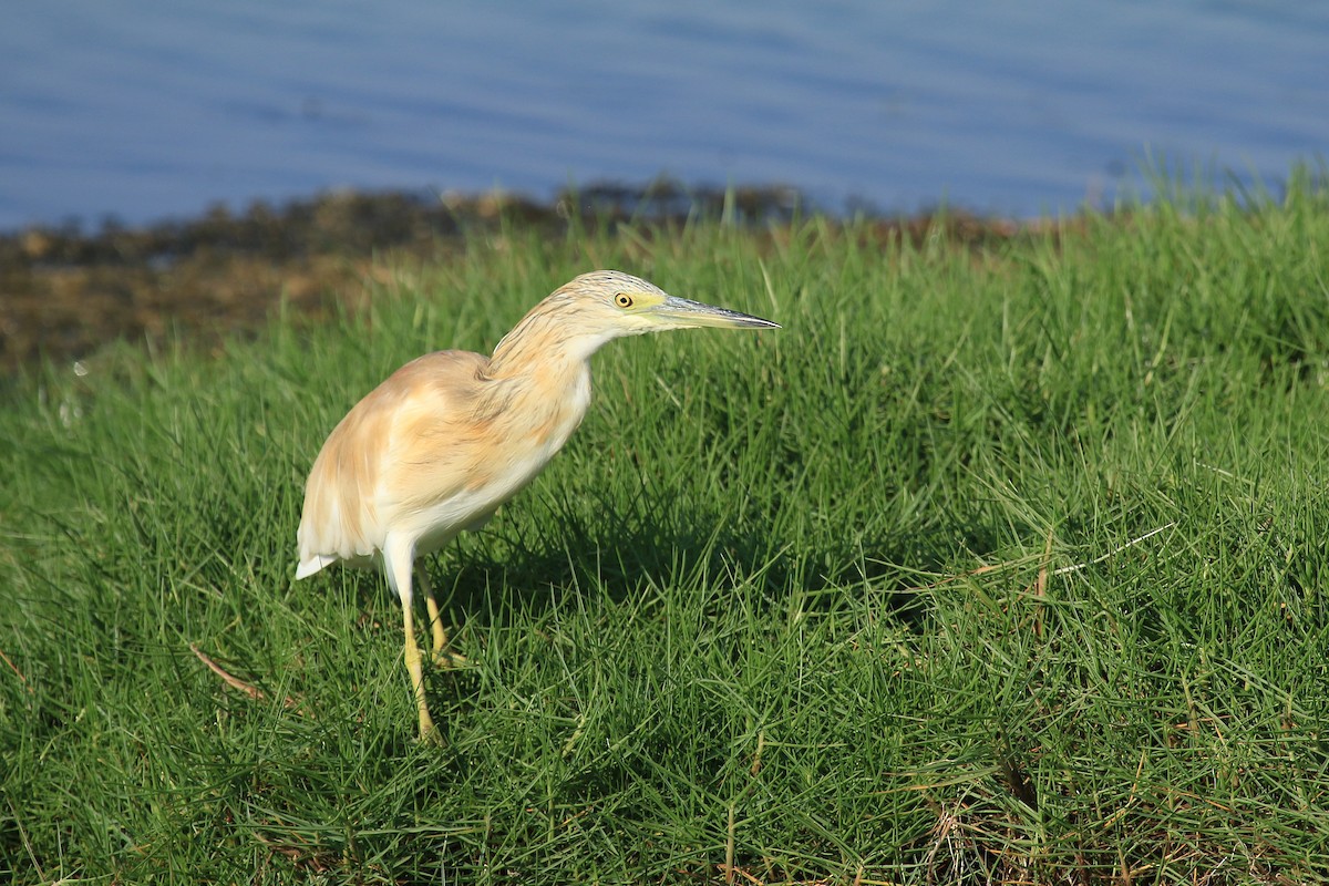 volavka vlasatá - ML611079662