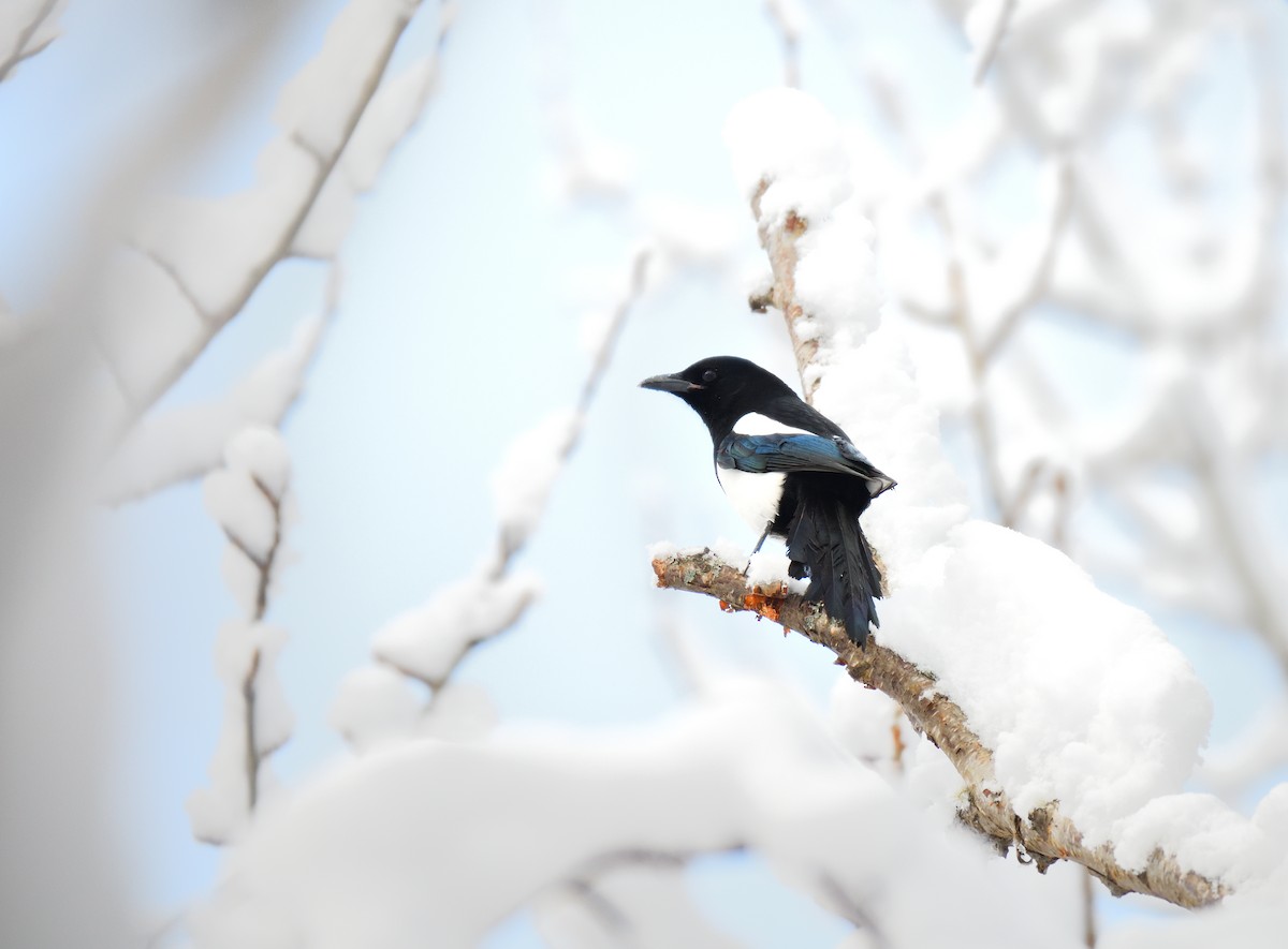 Black-billed Magpie - ML611079663