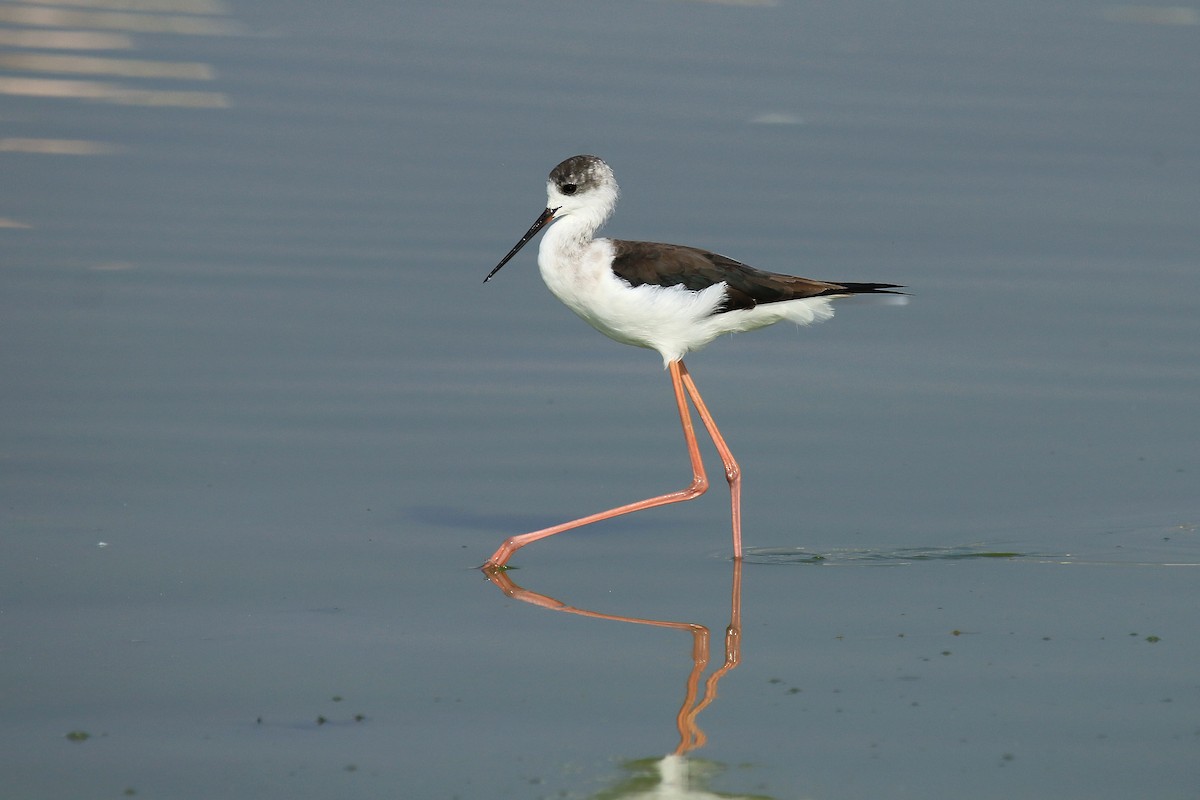 pisila čáponohá - ML611079669