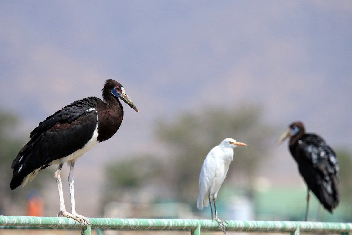 čáp simbil - ML611079673