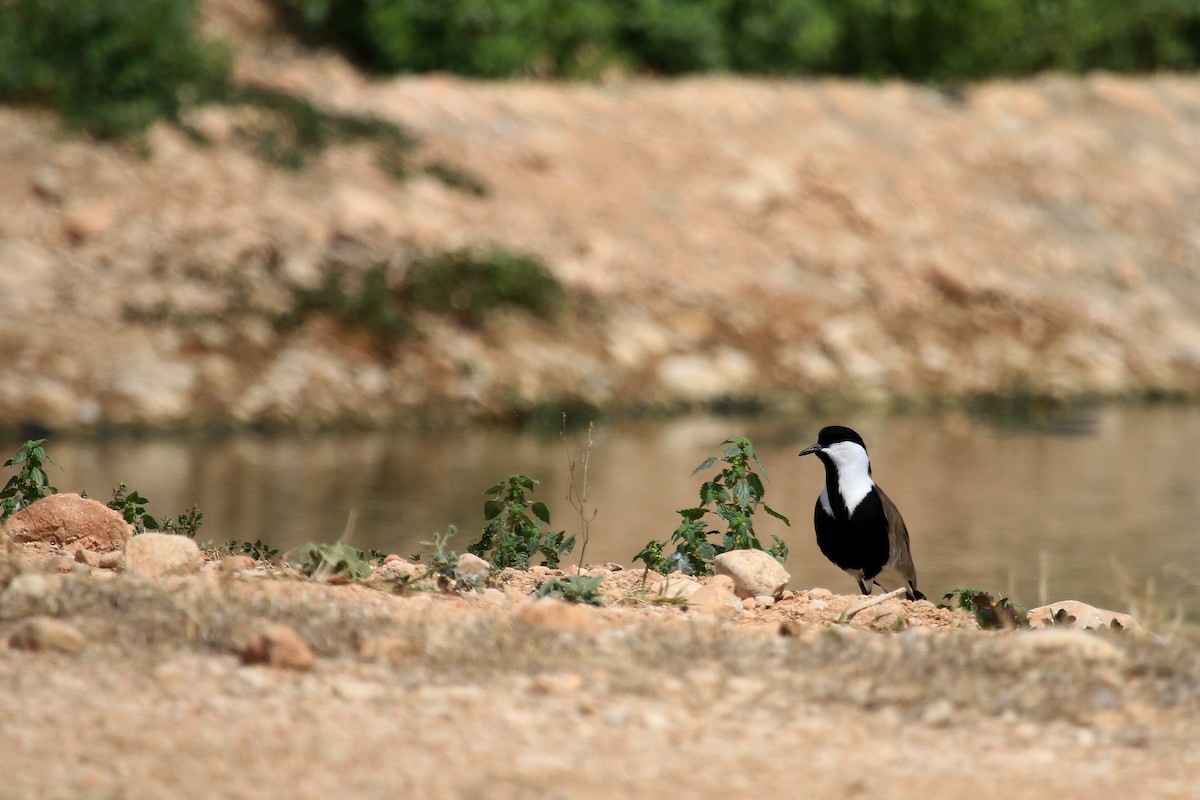 čejka trnitá - ML611079675