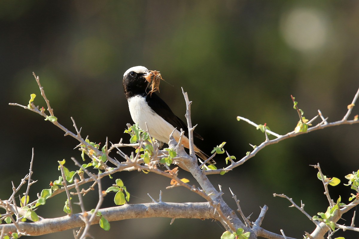 bělořit arabský - ML611079680