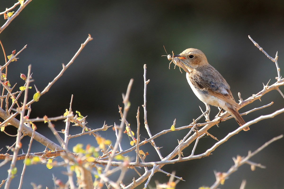 bělořit arabský - ML611079681