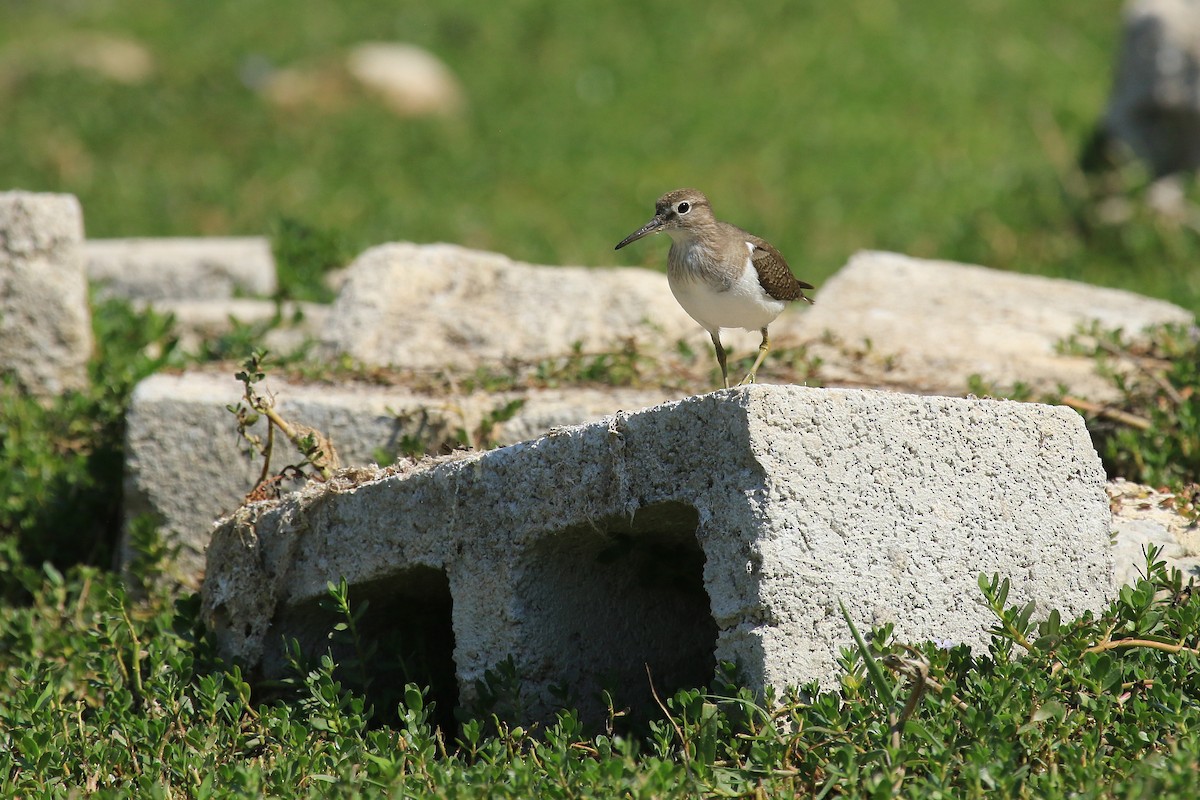 pisík obecný - ML611079684