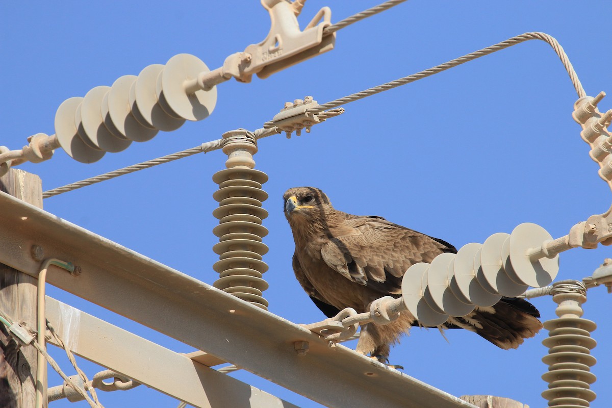 orel stepní - ML611079688