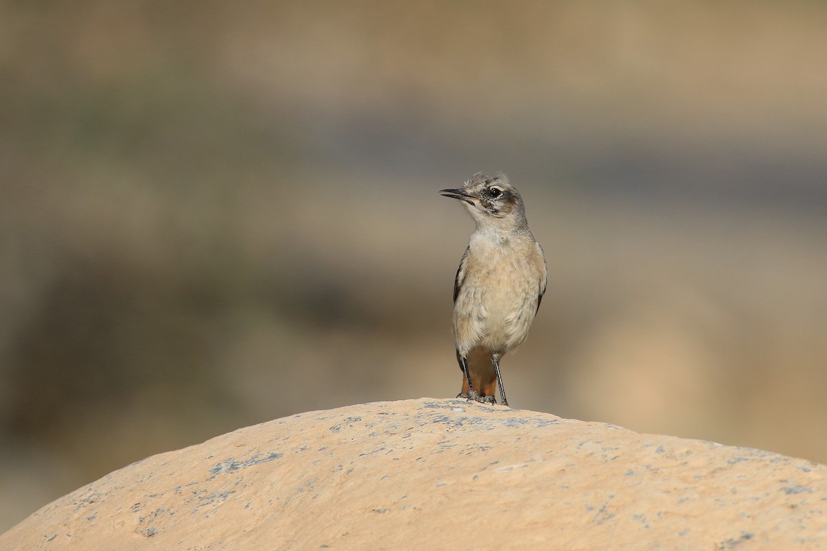 bělořit perský - ML611079699