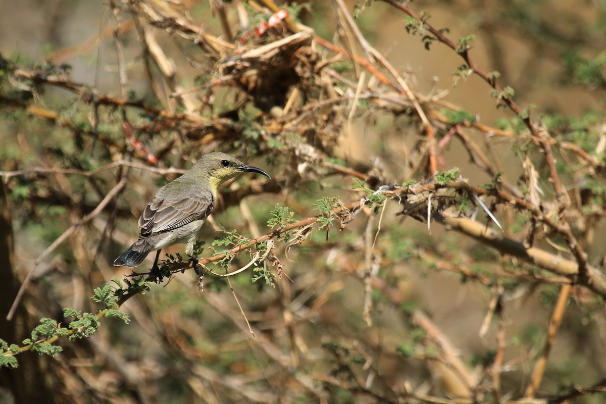 strdimil fialový - ML611079706