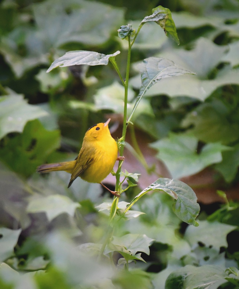 Wilson's Warbler - Caleb P.