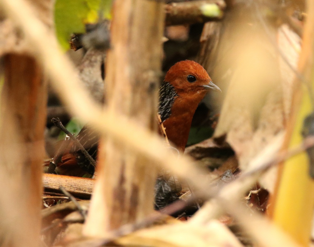 Madagaskar Alacayelvesi - ML611079810