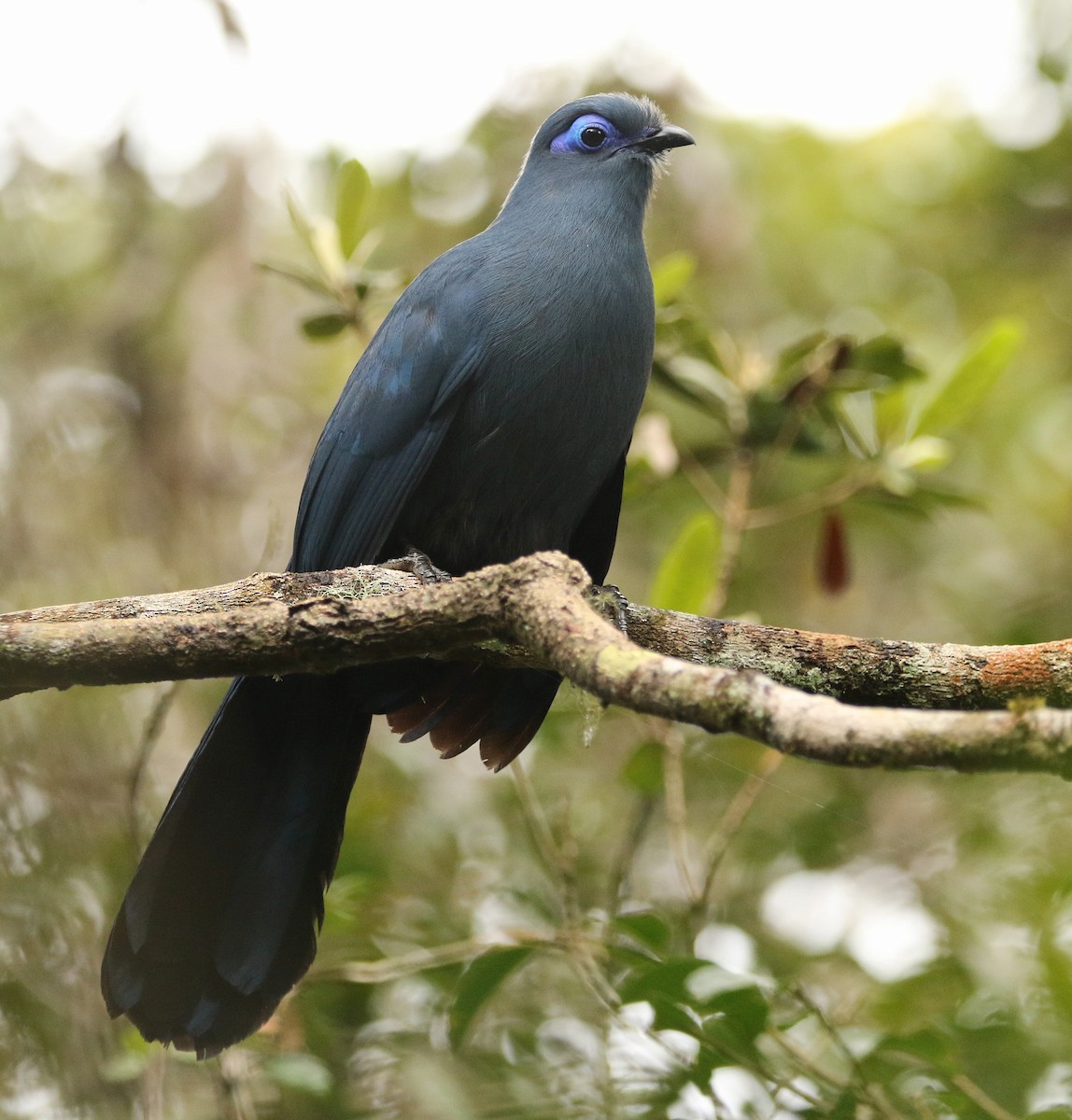 Blue Coua - Paul Lenrumé