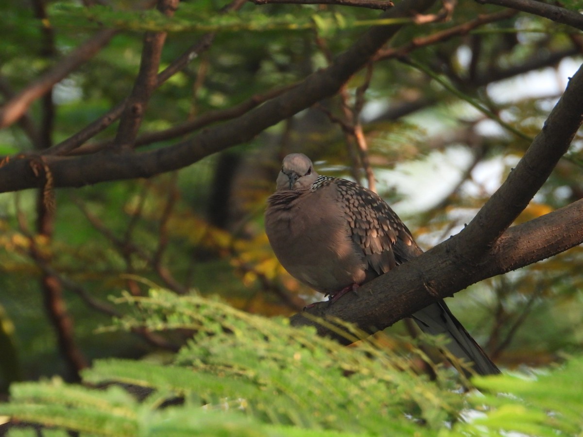 珠頸斑鳩 - ML611079885