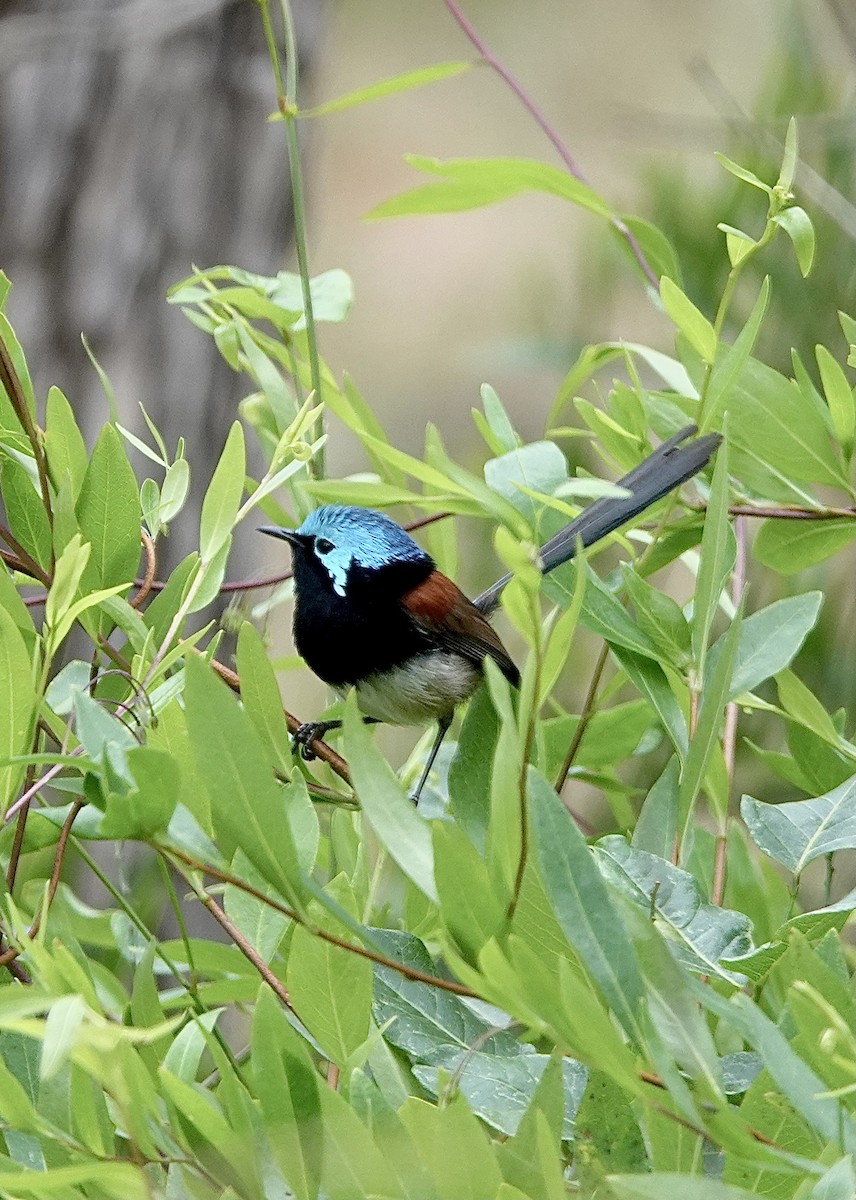 Red-winged Fairywren - ML611079897