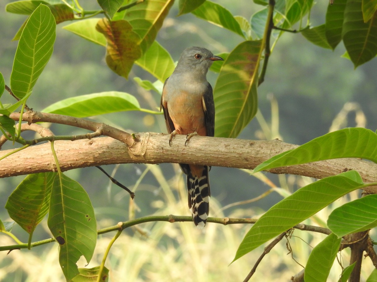 Plaintive Cuckoo - ML611079930