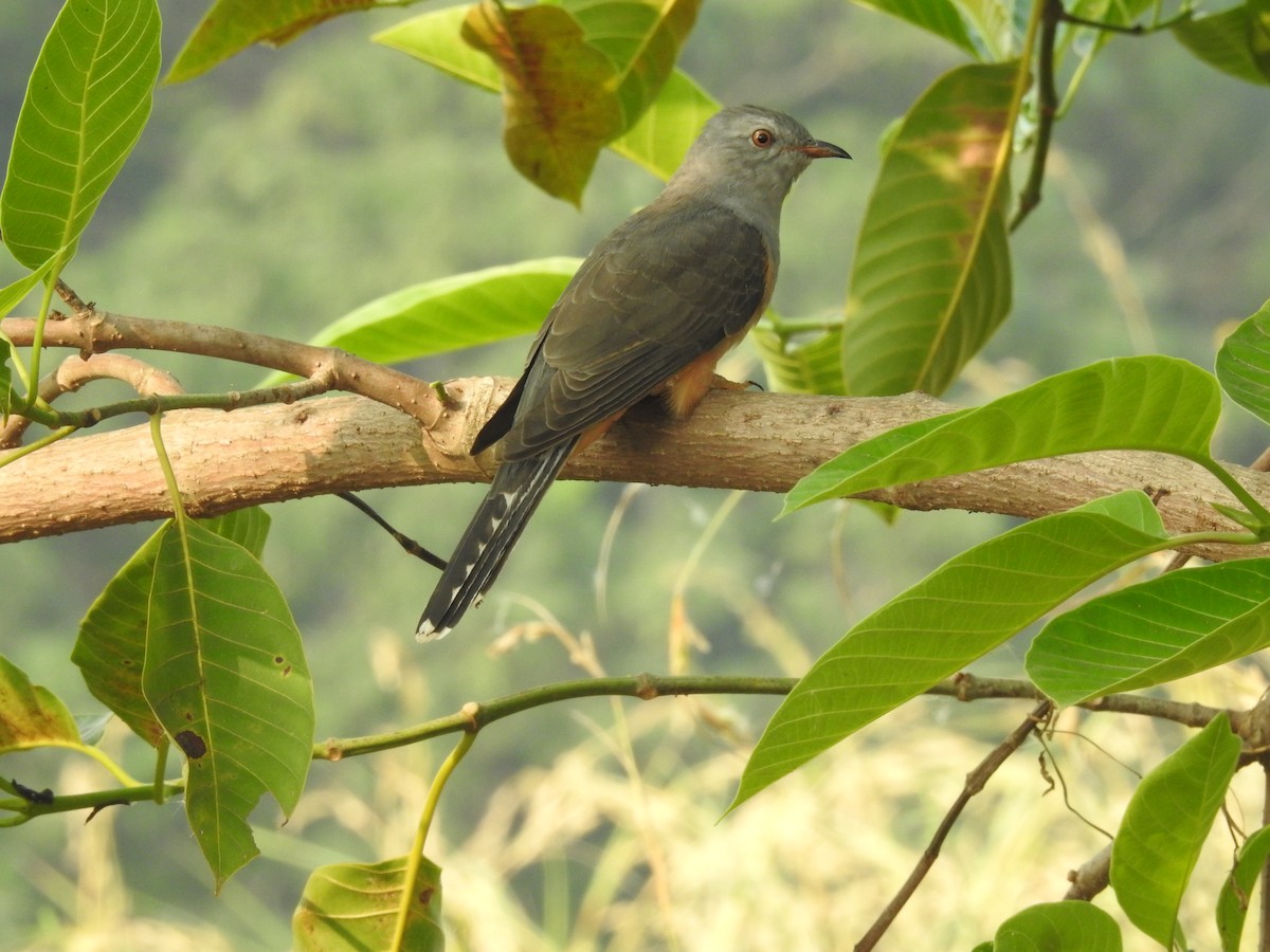 Plaintive Cuckoo - ML611079937