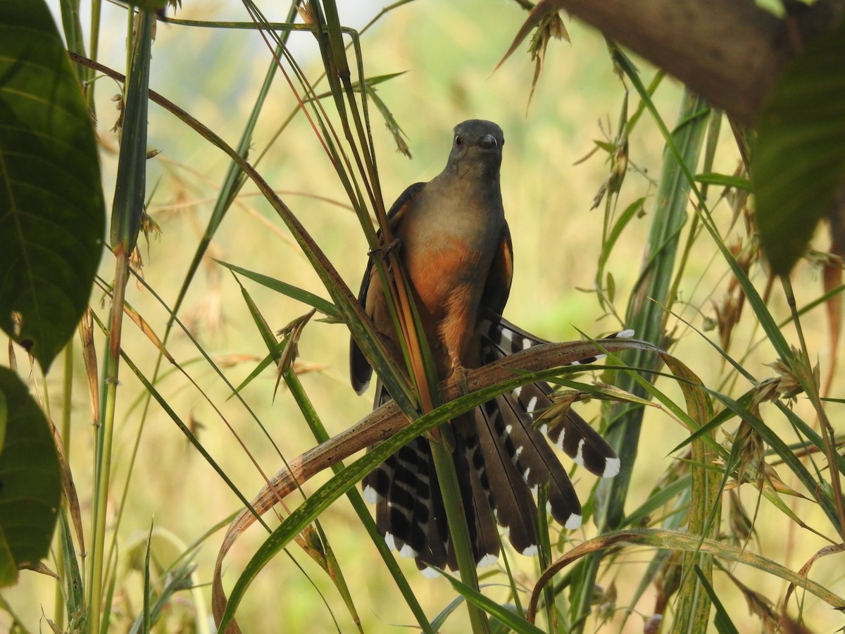 Plaintive Cuckoo - ML611079942