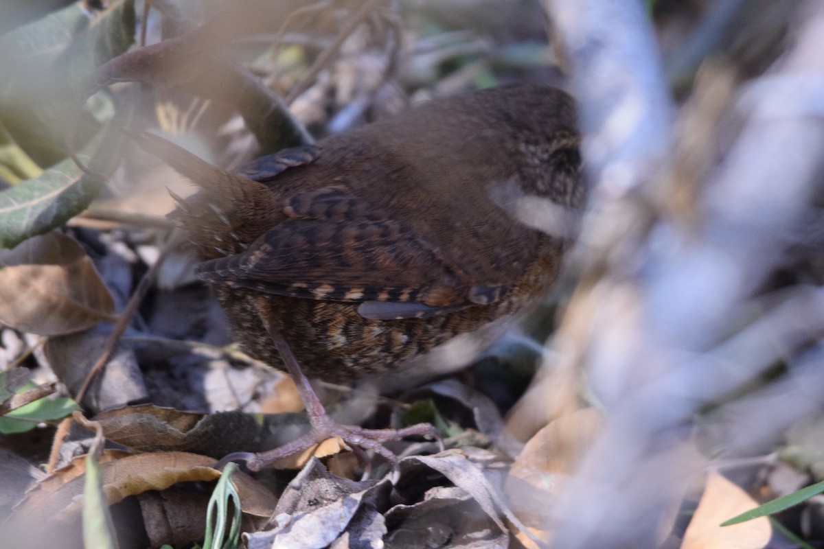 Pacific Wren - ML611079995