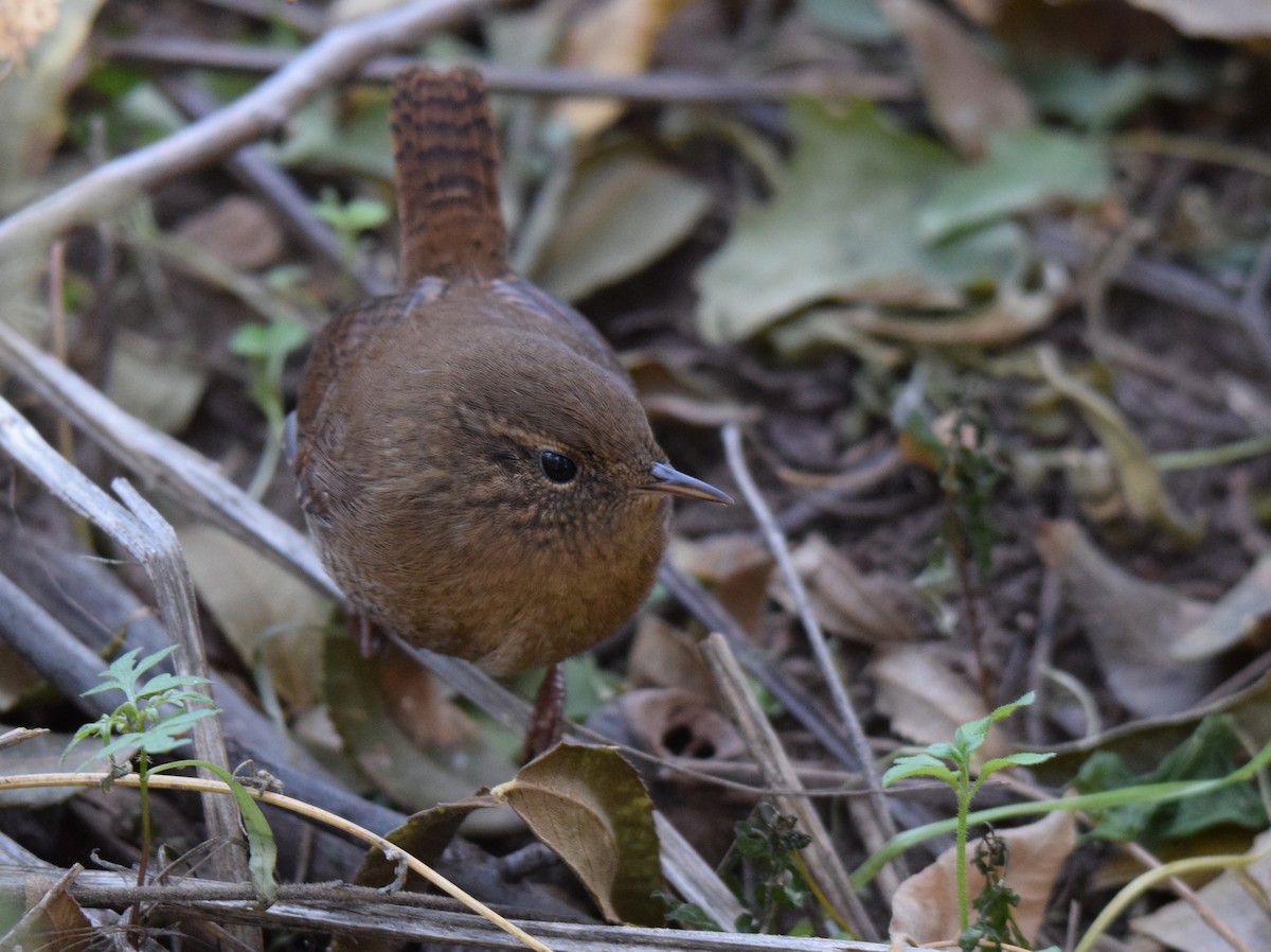 Pacific Wren - ML611079996