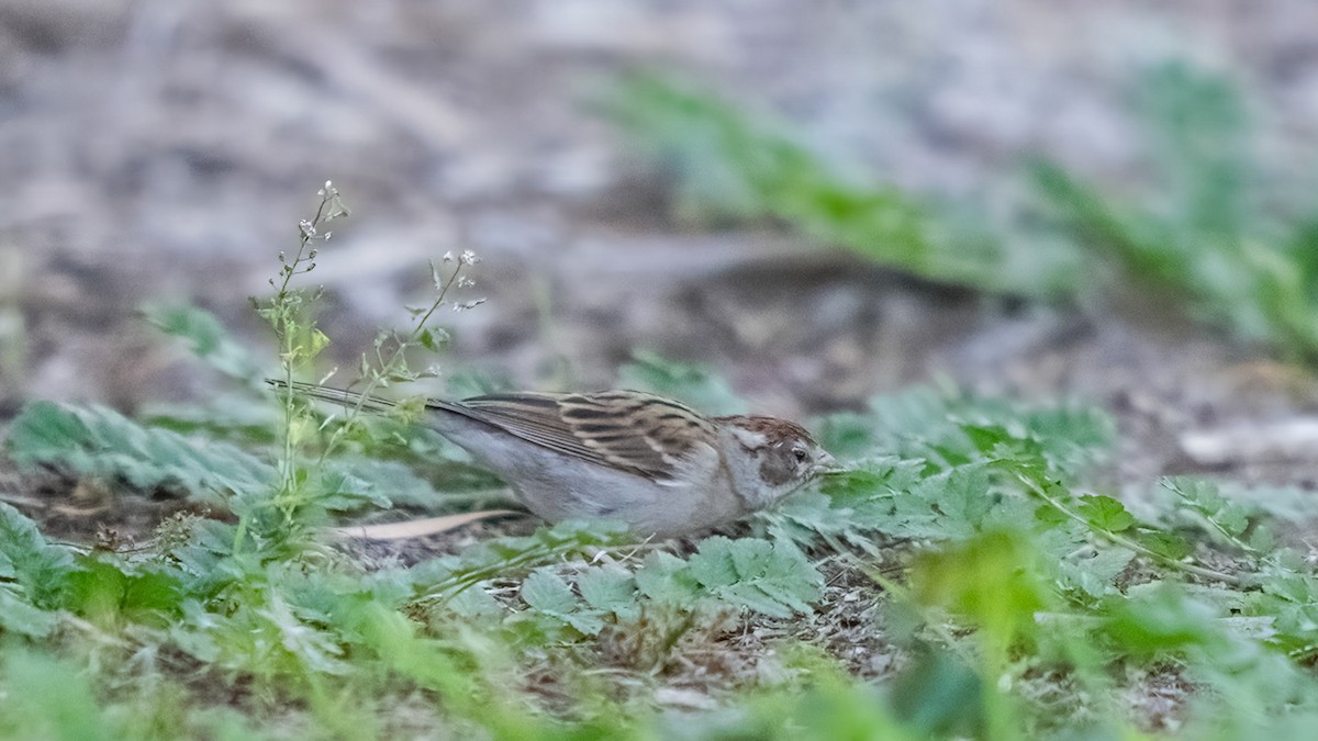 Chipping Sparrow - chef Ito