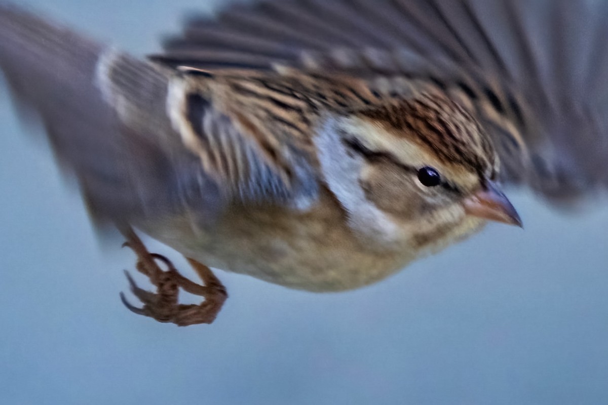 Chipping Sparrow - chef Ito