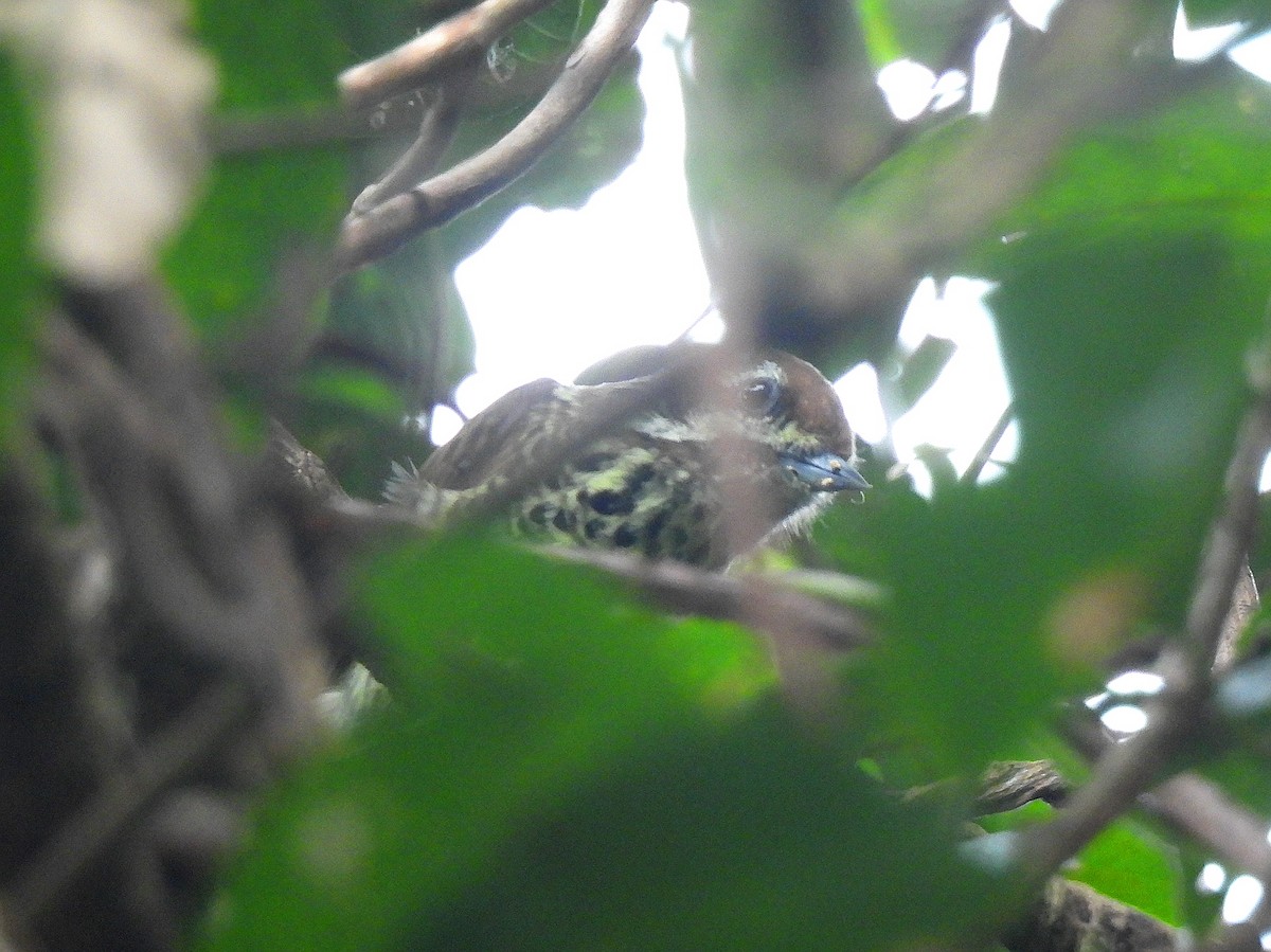 Speckled Piculet - ML611080063