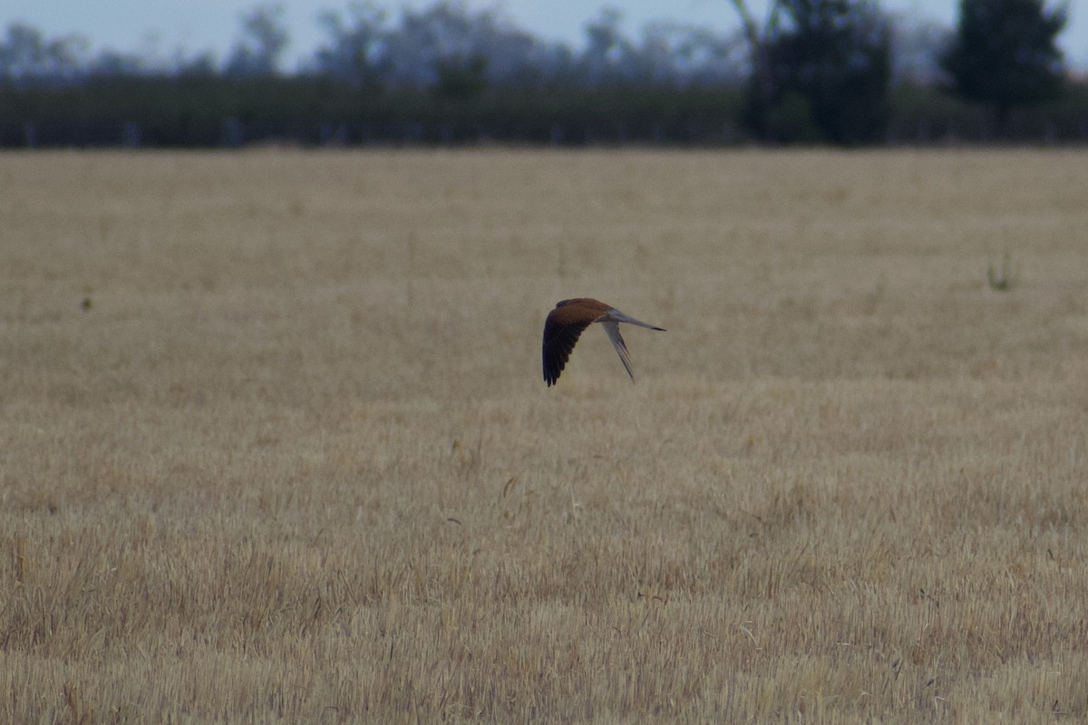 Nankeen Kestrel - Lance Rathbone