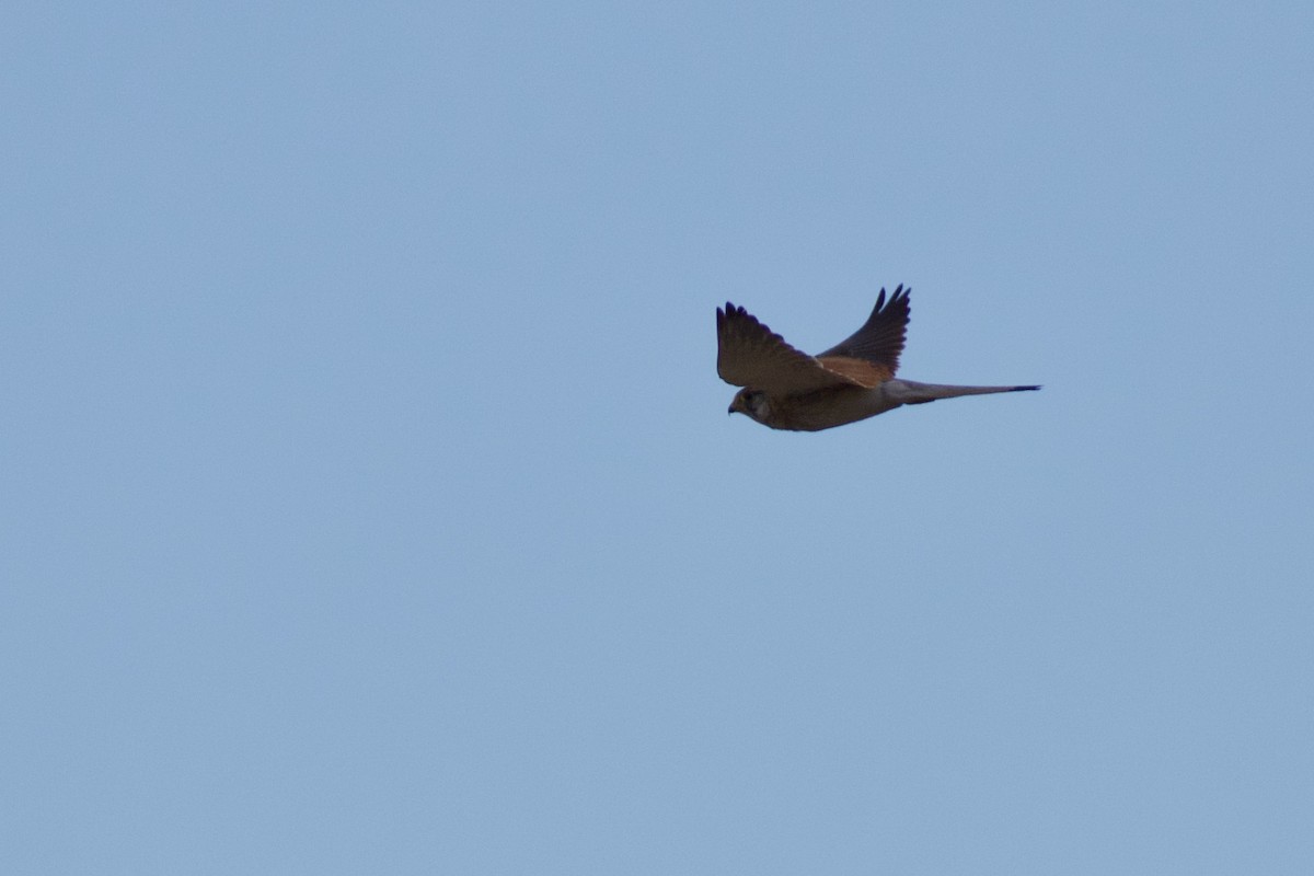 Nankeen Kestrel - Lance Rathbone