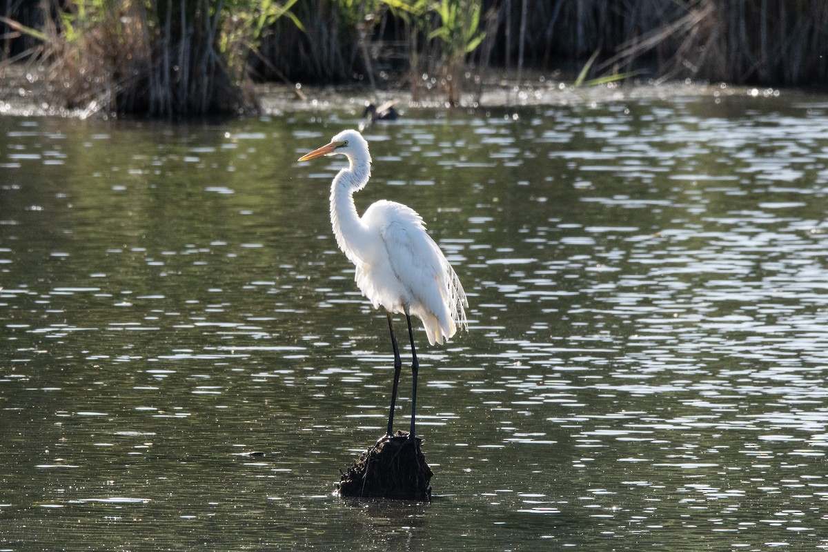 Great Egret - Owen  Lawton