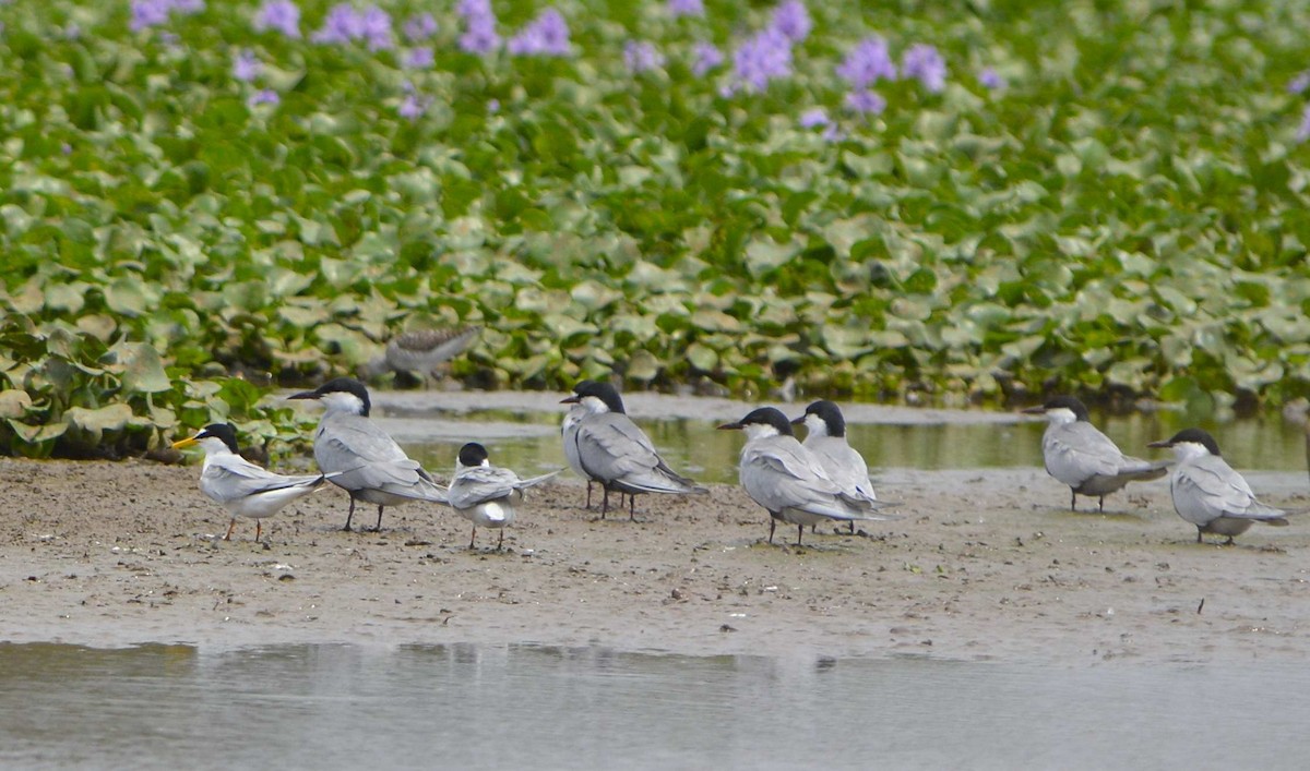 Little Tern - ML611080393