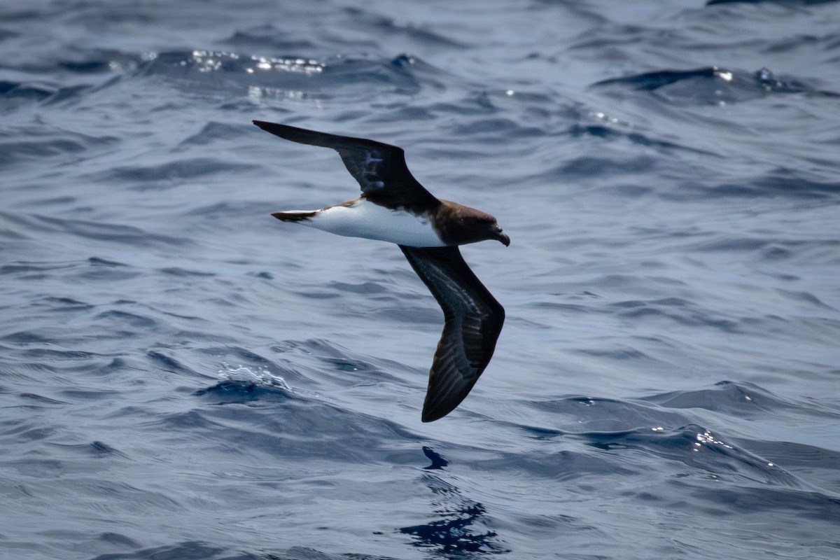 Tahiti Petrel - ML611080454