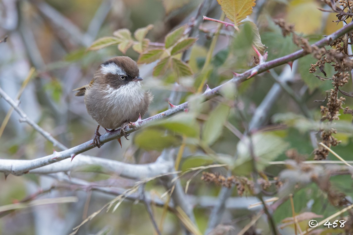 White-browed Fulvetta - ML611080473