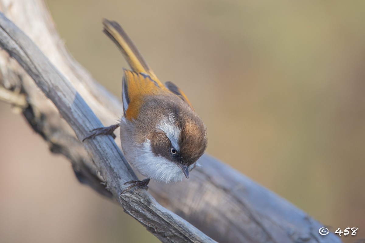 White-browed Fulvetta - 大牙齿 458