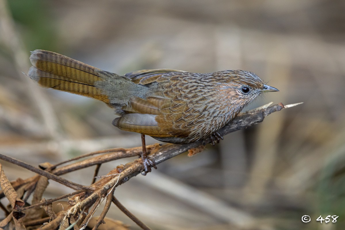 Streaked Laughingthrush - ML611080480