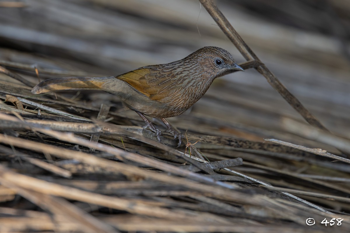 Streaked Laughingthrush - ML611080483