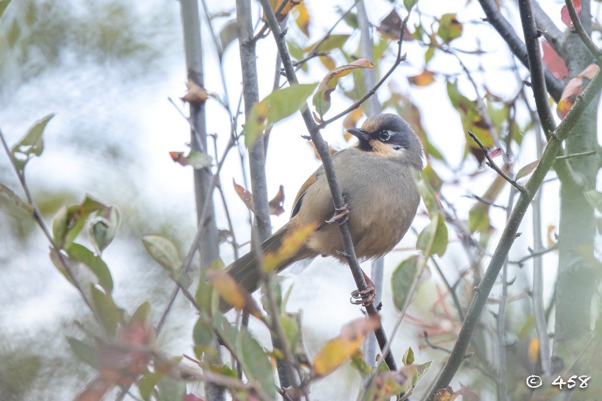 Variegated Laughingthrush - ML611080486