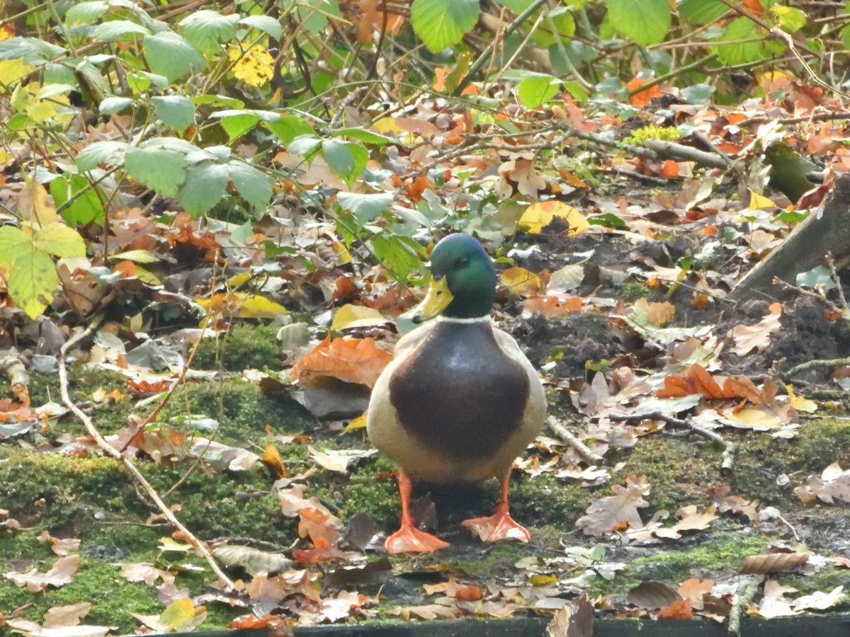 Mallard - ML611080488