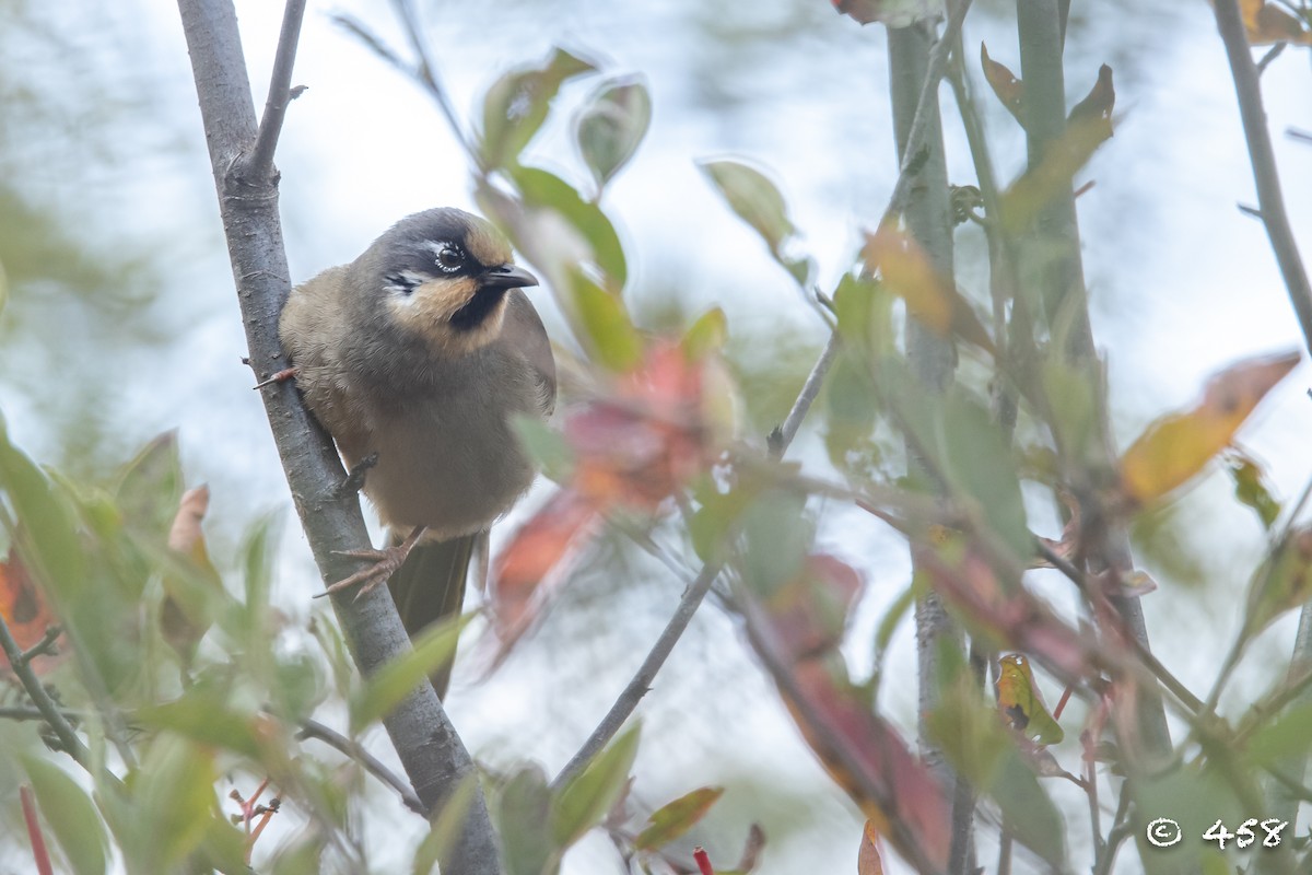 Variegated Laughingthrush - ML611080490