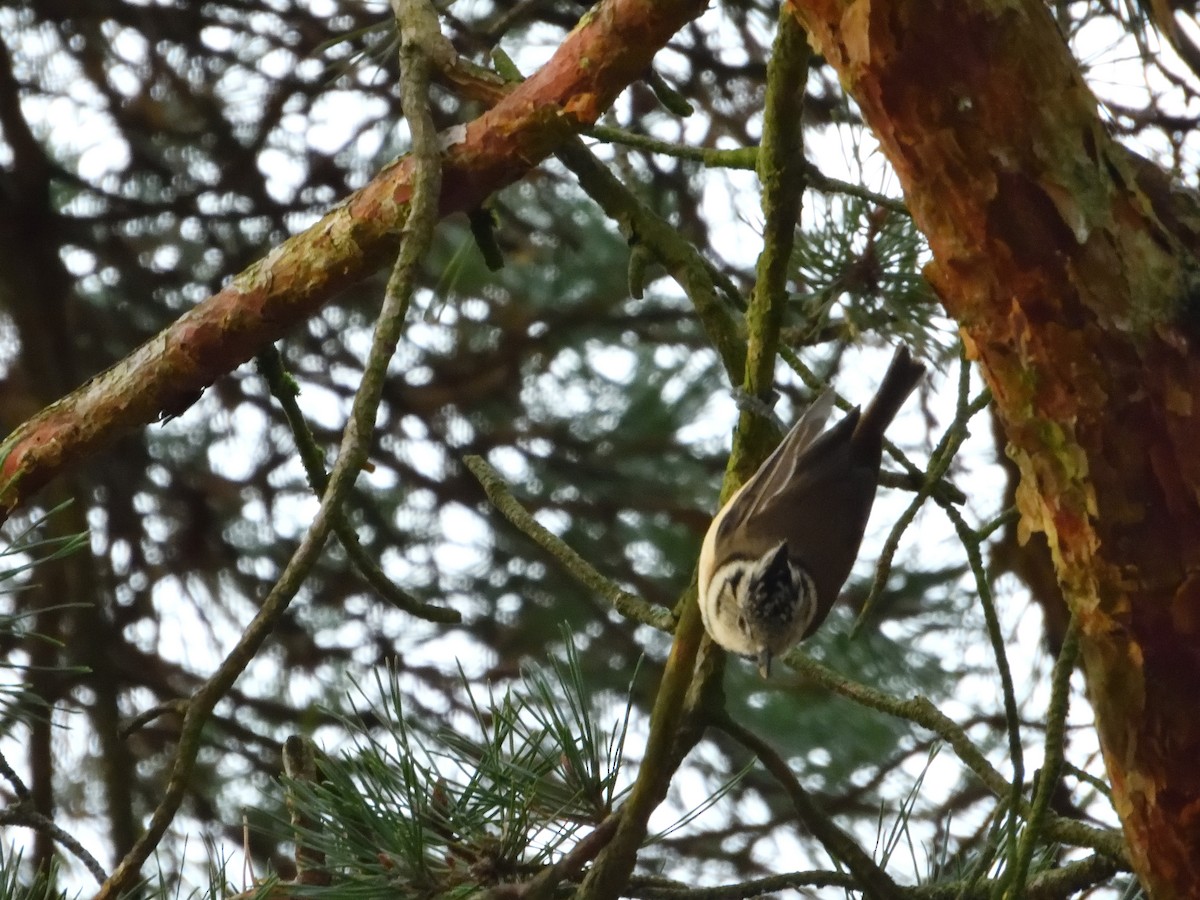 Crested Tit - ML611080491